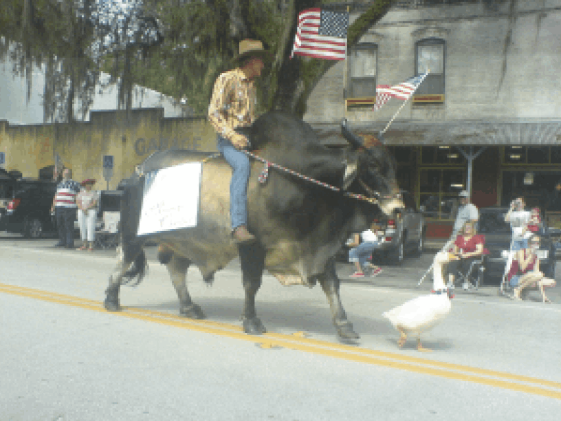 man riding a bull  down the road with a white duck